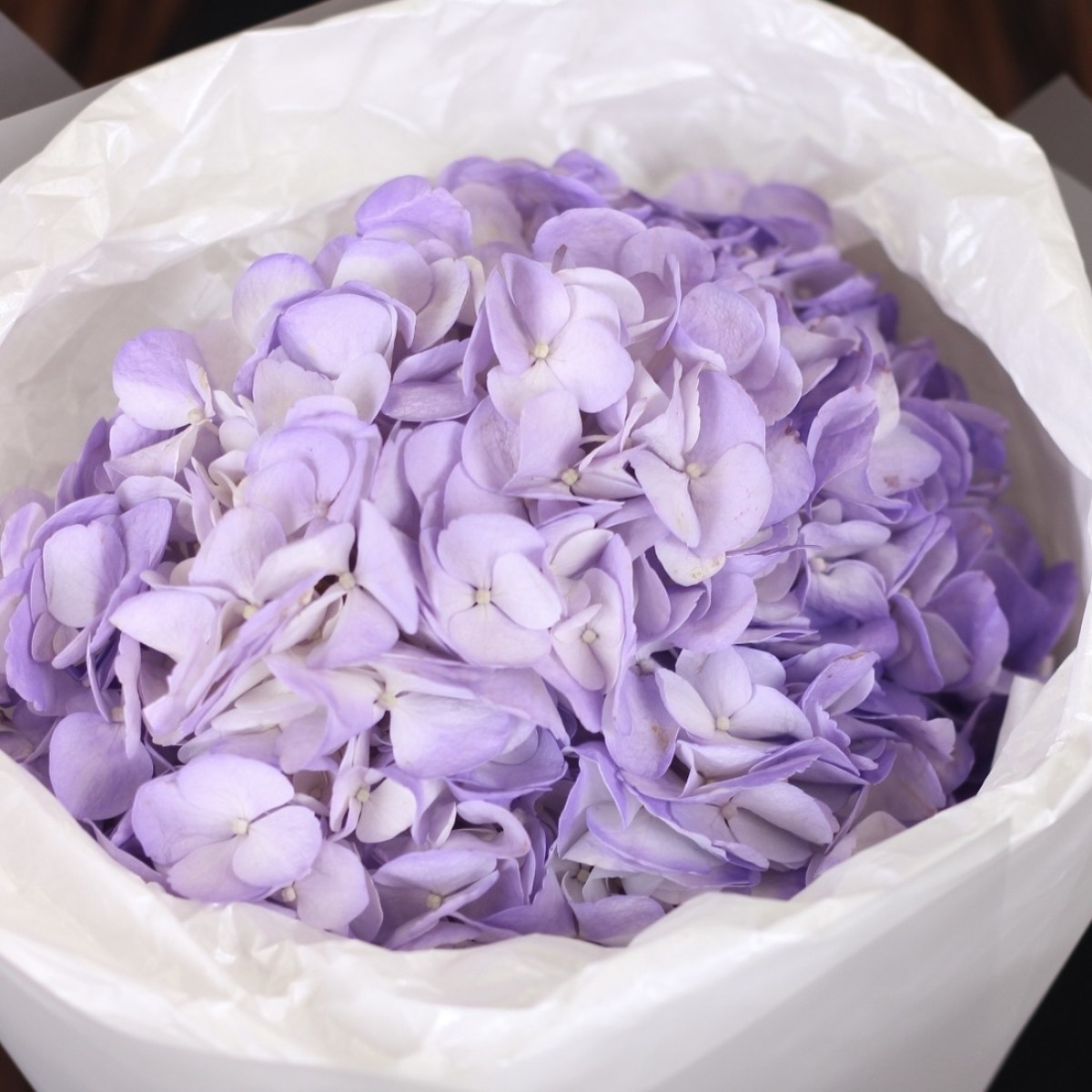 sirenevaya gortenziya 5